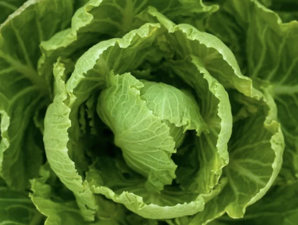 זה מה שיקרה לכם אם תאכלו חסה בכל יום