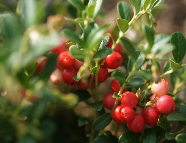 6 יתרונות בריאותיים נהדרים של חמוציות 