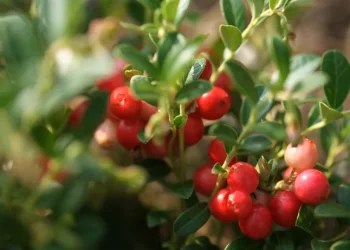 6 יתרונות בריאותיים נהדרים של חמוציות 