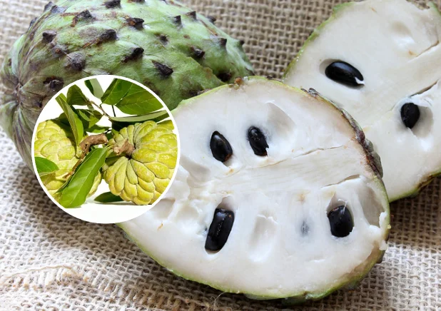 כל הסיבות לאכול אנונה בכל יום