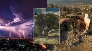 פלא בישראל: עץ מבריאת העולם! "שרד אלפי שנים"