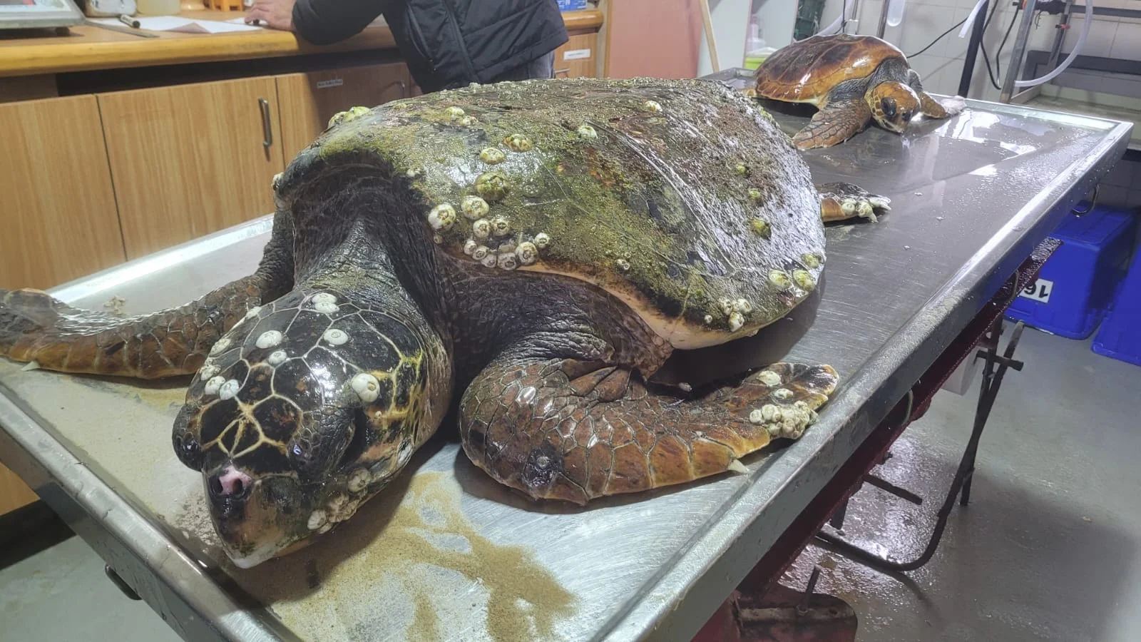 צב נדיר נסחף לחוף בעקבות מזג האוויר צב נדיר נסחף לחוף בעקבות מזג האוויר