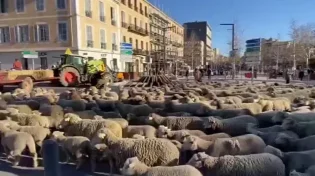 צפו: אלפי כבשים יצאו להפגין בפריז