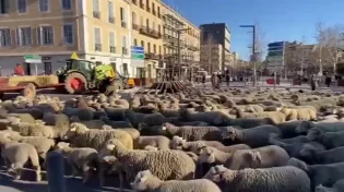 צפו: אלפי כבשים יצאו להפגין בפריז