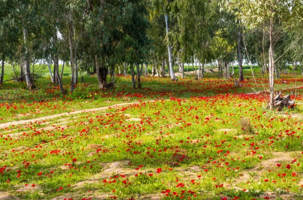 פריחת הכלניות בנגב המערבי פריחת הכלניות בנגב המערבי