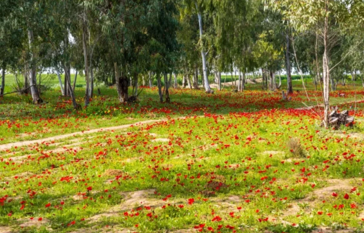 פריחת הכלניות בנגב המערבי