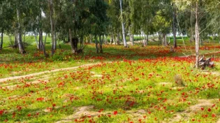 הכלנית פורחת שוב: "דרום אדום" בצל המלחמה