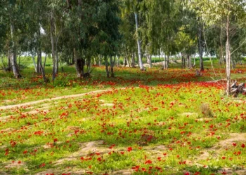 פריחת הכלניות בנגב המערבי