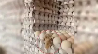 תיעוד אמיתי: הפתעה "חריגה" בתבנית הביצים