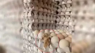 תיעוד אמיתי: הפתעה "חריגה" בתבנית הביצים