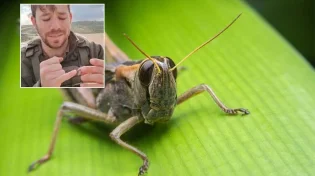 איך מזהים חגב כשר לאכילה?