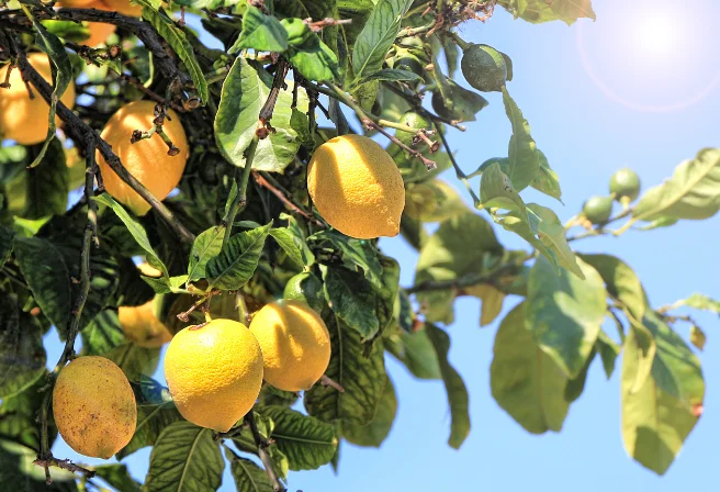 כל היתרונות הבריאותיים של לימונים כל היתרונות הבריאותיים של לימונים