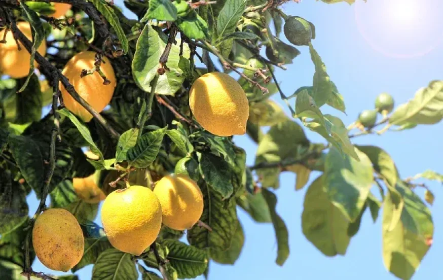 כל היתרונות הבריאותיים של לימונים כל היתרונות הבריאותיים של לימונים