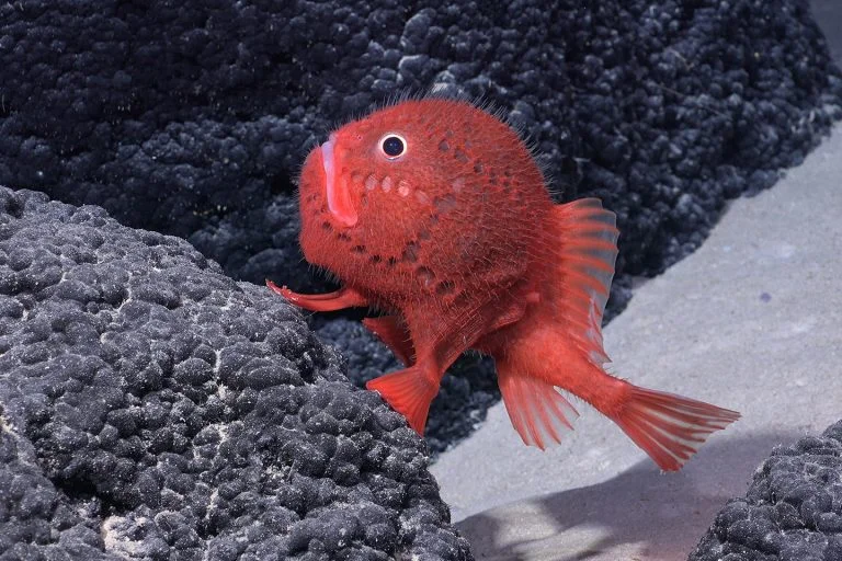 אחת התגליות המופלאות בחופי צ'ילה