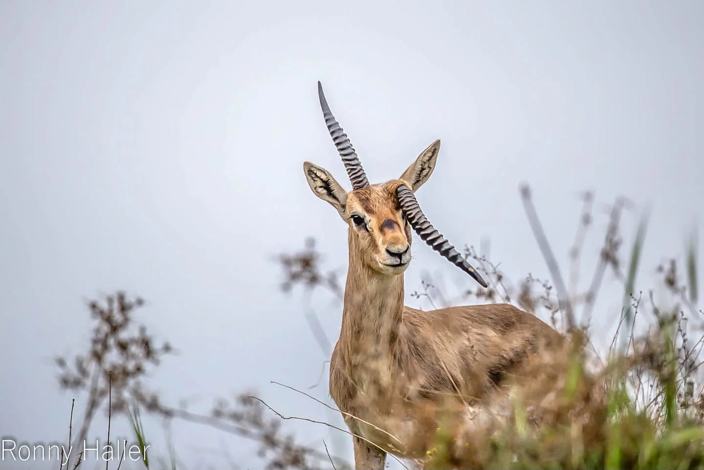 לא רגיל: מתי ראיתם קרן אחת של צבי שבורה?