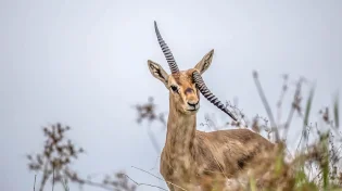 לא רגיל: מתי ראיתם קרן אחת של צבי שבורה?