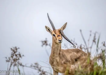 לא רגיל: מתי ראיתם קרן אחת של צבי שבורה?