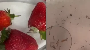 אוהבים תותים: שימו לב לתיעוד הבא