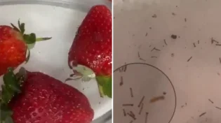 אוהבים תותים: שימו לב לתיעוד הבא
