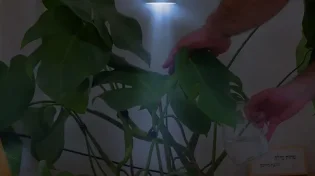 גדול! המנורה שהבהילה את העציץ