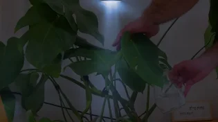גדול! המנורה שהבהילה את העציץ