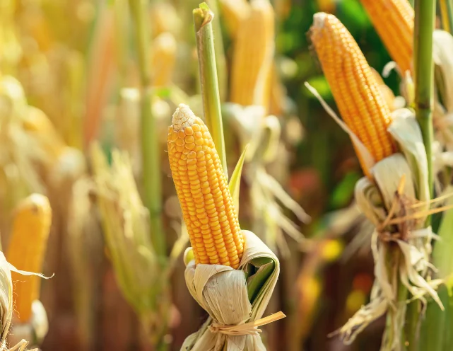 אוהבים תירס? הנה עוד סיבה לצרוך אותו באופן טבעי 