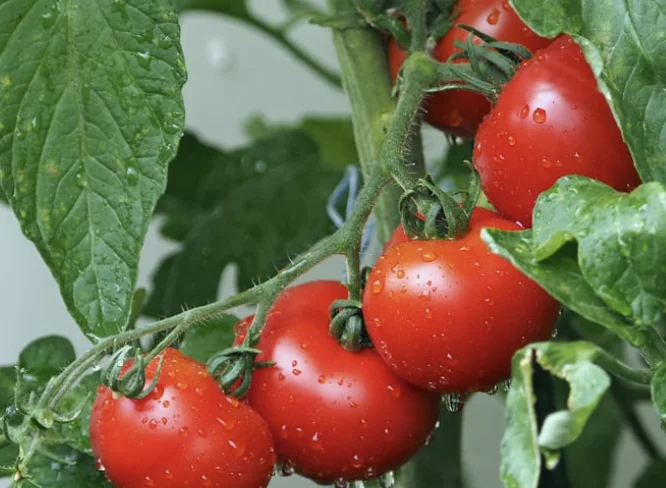מה יקרה לגופכם אם תאכלו עגבניה בכל יום?
