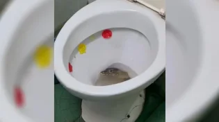 לא לבעלי לב חלש: לא תאמינו מה הציץ מתוך האסלה