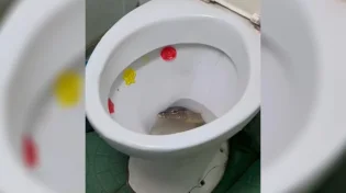 לא לבעלי לב חלש: לא תאמינו מה הציץ מתוך האסלה