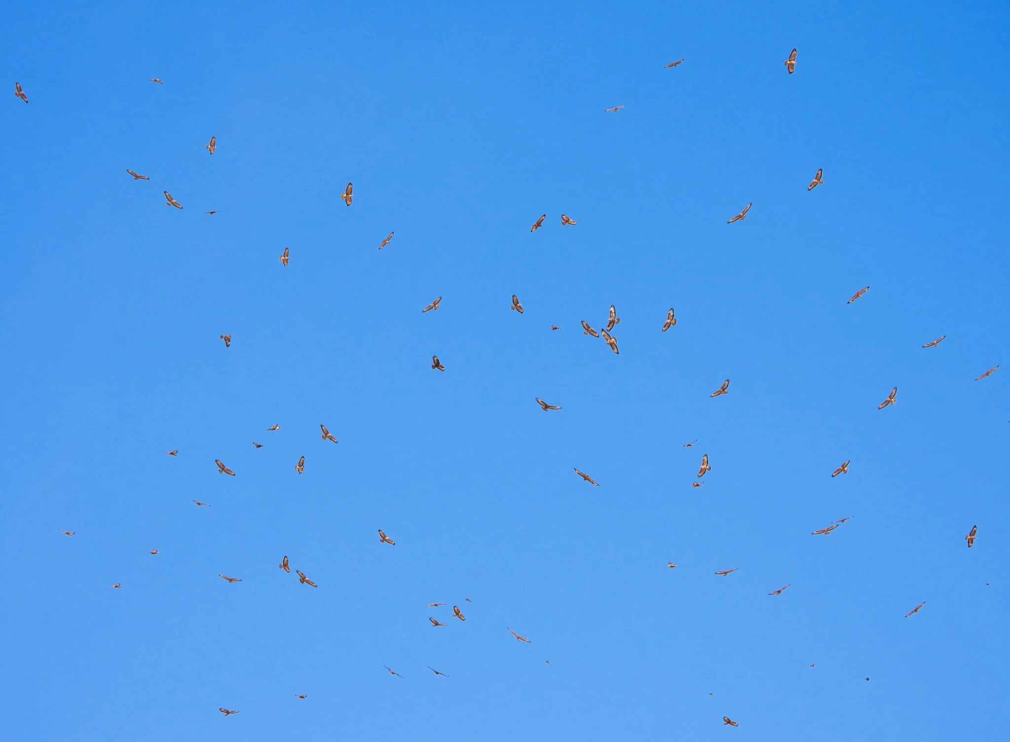 תחרות "אלופי הנדידה" של 2024