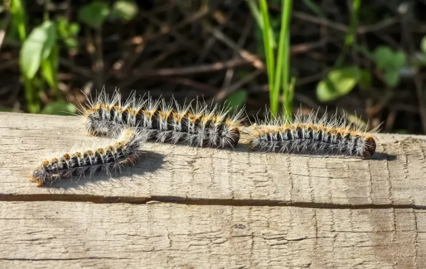 מתכננים לצאת ליער? האזהרה החריגה של קק"ל מתכננים לצאת ליער? האזהרה החריגה של קק"ל