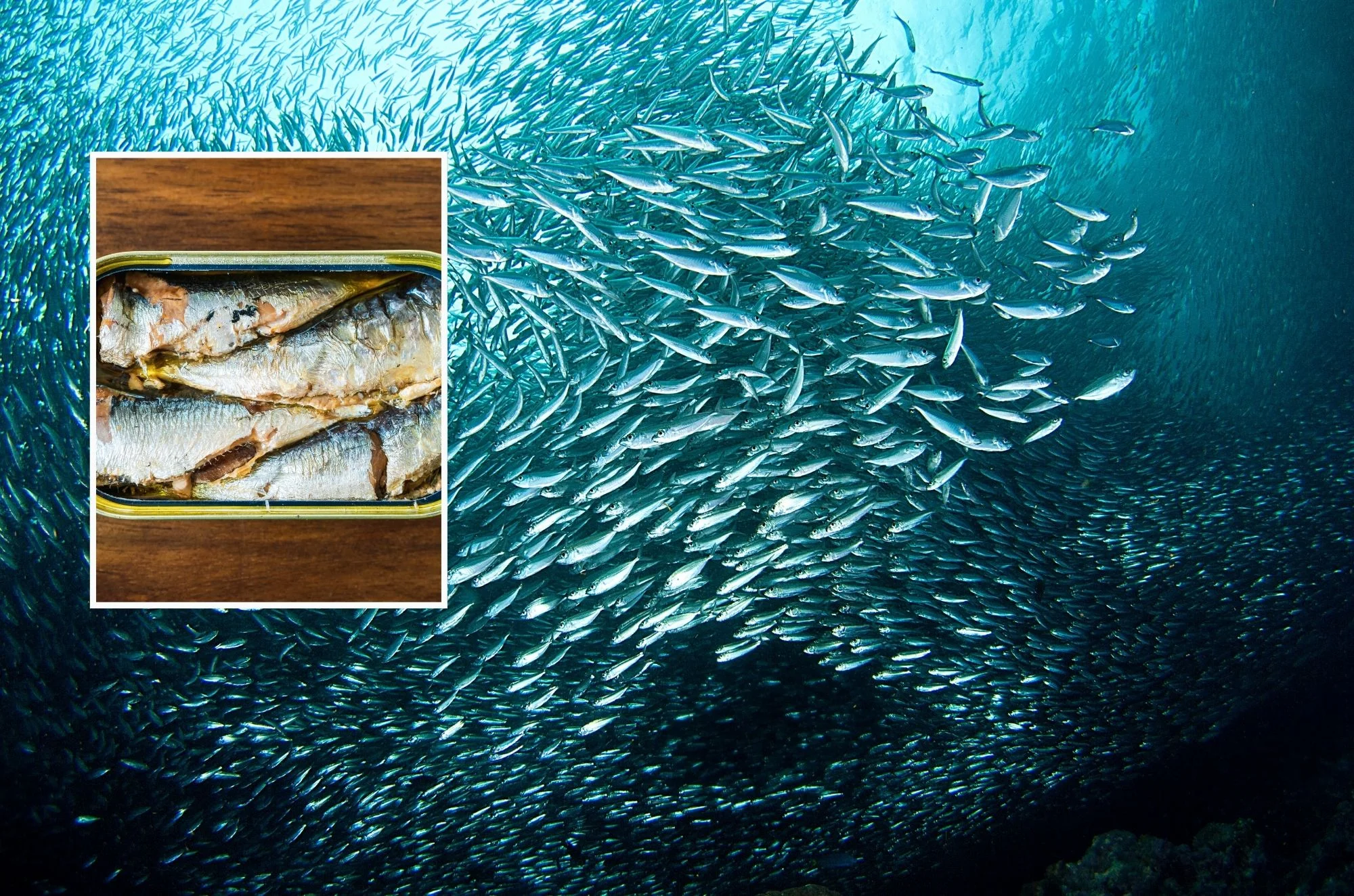 5 עובדות מדהימות על עולם הסרדינים, שאתם בוודאות לא יודעים 