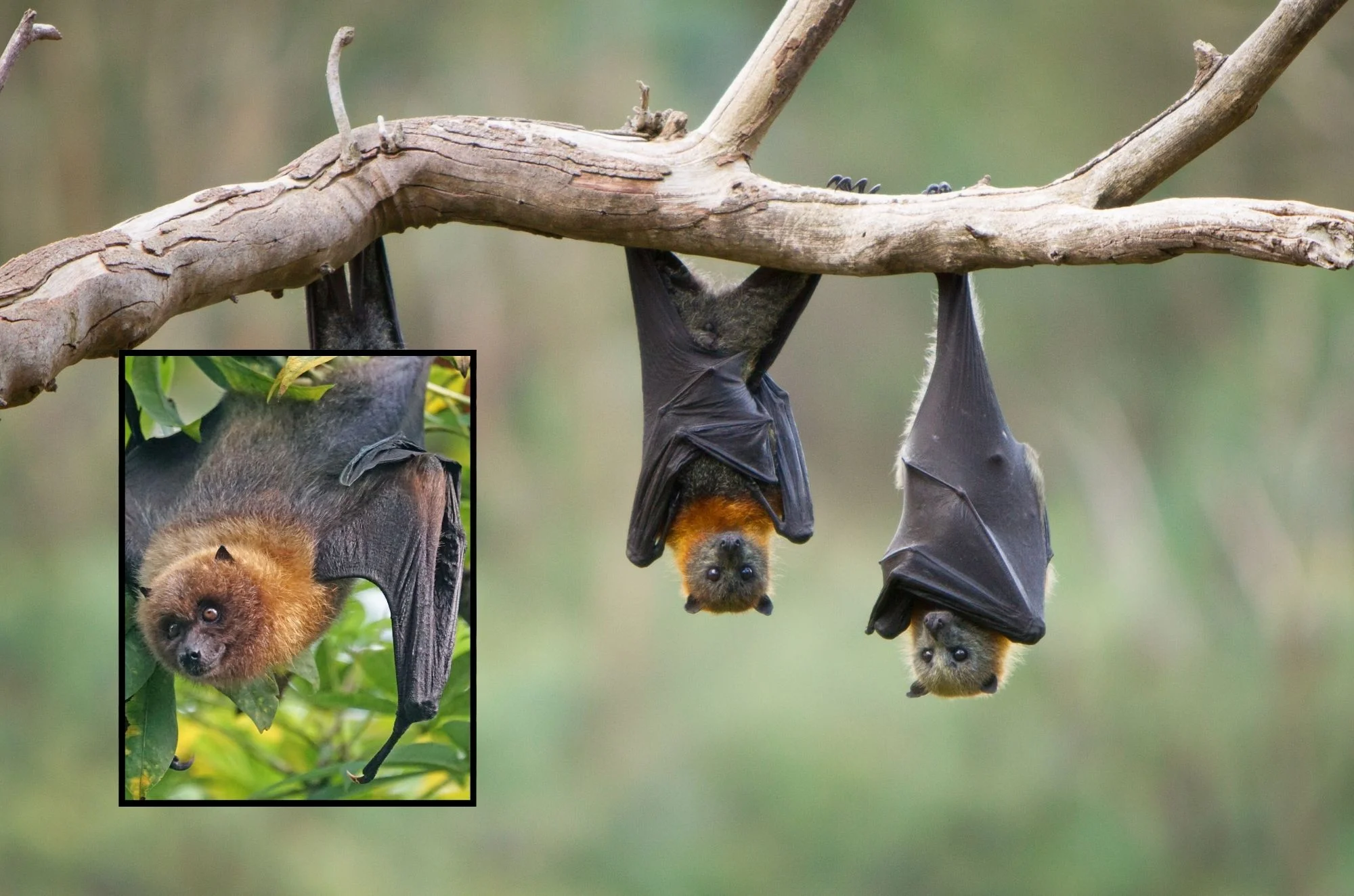 מדוע עטלפים התחילו לשתות דם אדם? גם אנחנו התקשינו להאמין 