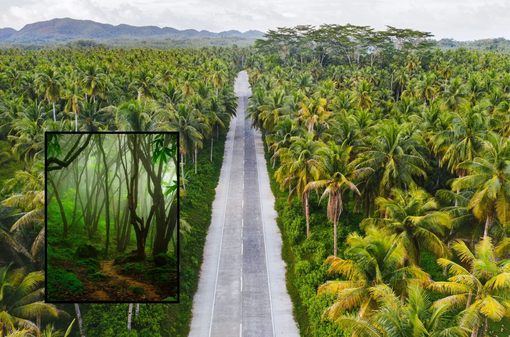 עצים טרופיים: 5 עובדות מדהימות שאולי לא ידעתם עצים טרופיים: 5 עובדות מדהימות שאולי לא ידעתם