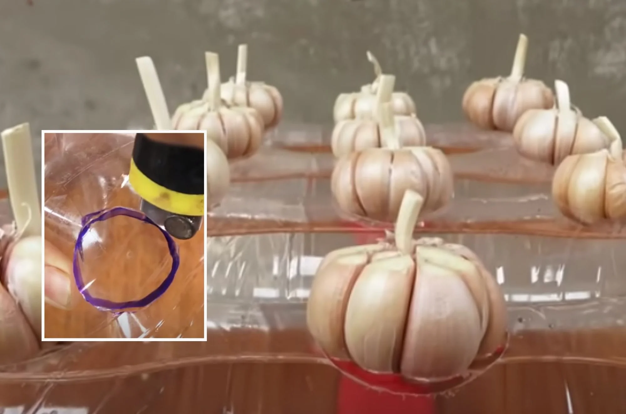 כך תגדלו שום על מצע מים, במינימום מאמץ 