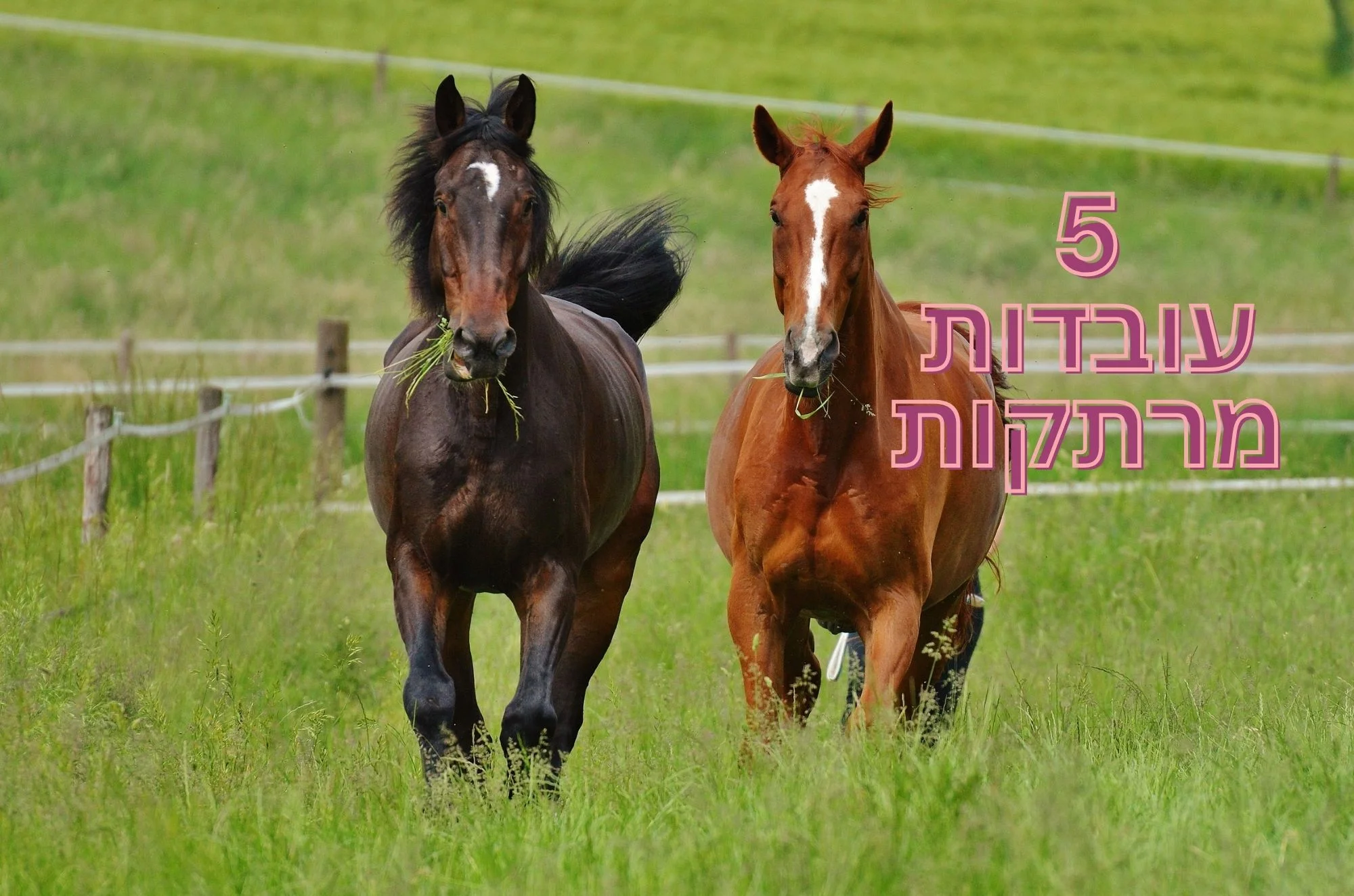 5 עובדות מרתקות שאתם חייבים להכיר 