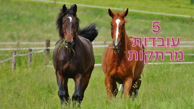 5 עובדות יפות: למה סוסים לא מסוגלים להקיא?