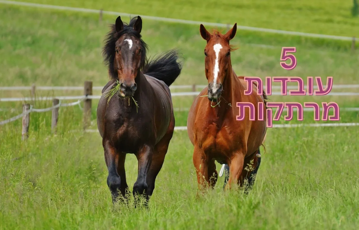 5 עובדות מרתקות שאתם חייבים להכיר 