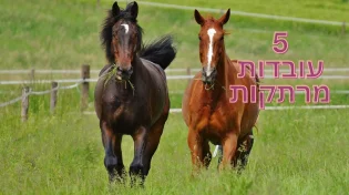 5 עובדות יפות: למה סוסים לא מסוגלים להקיא?