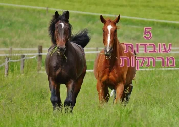 5 עובדות מרתקות שאתם חייבים להכיר 