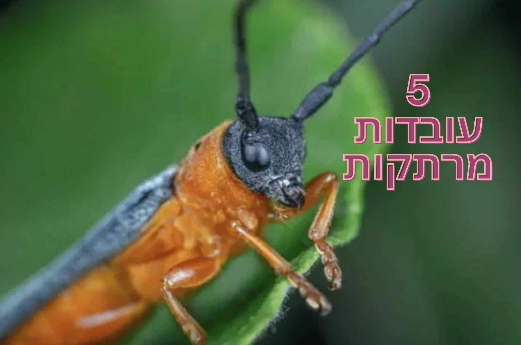 5 עובדות מדהימות על איברי השמיעה של החרקים 