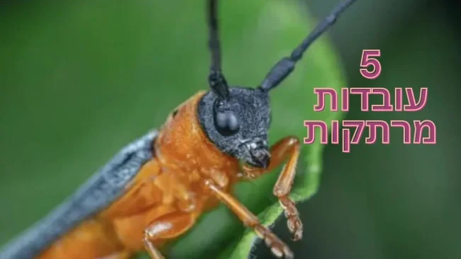 5 עובדות מעניינות על איברי שמיעה של חרקים