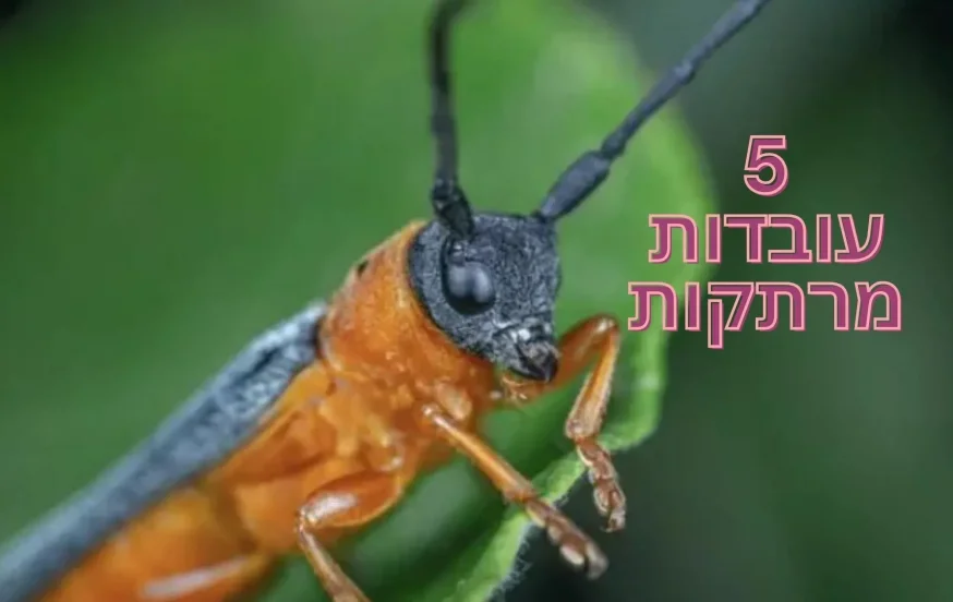 5 עובדות מדהימות על איברי השמיעה של החרקים 