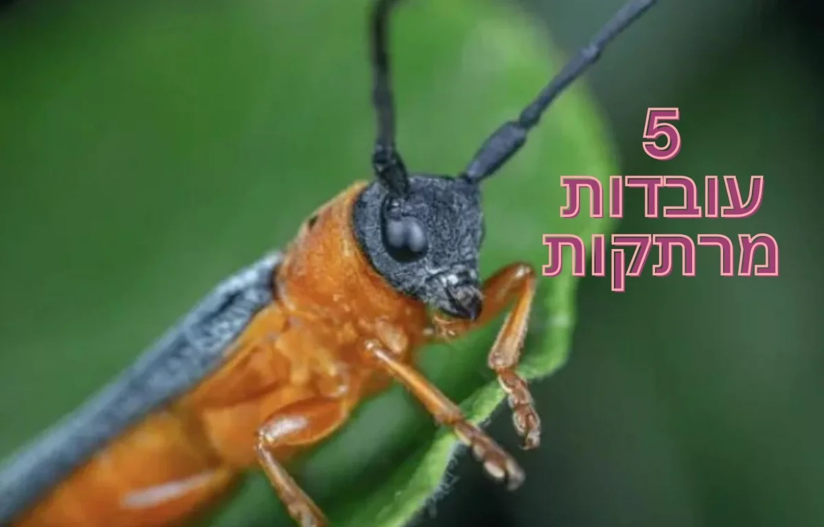 5 עובדות מדהימות על איברי השמיעה של החרקים 