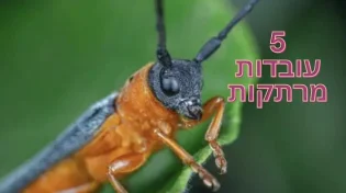 5 עובדות מעניינות על איברי שמיעה של חרקים