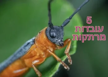 5 עובדות מדהימות על איברי השמיעה של החרקים 