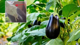 זהירות: לא תאמינו מה מסתתר בחציל?