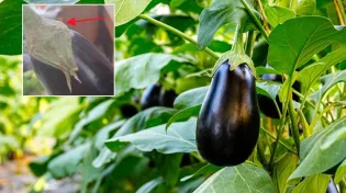 זהירות: לא תאמינו מה מסתתר בחציל?