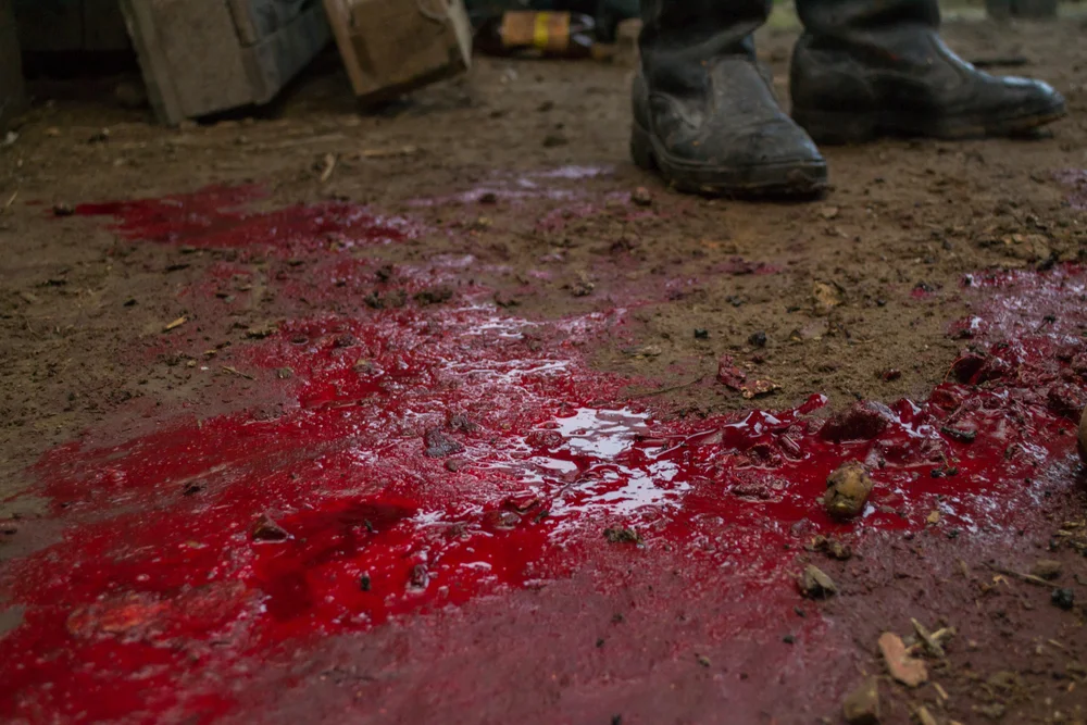 דם מדמיהם. אבל הילדים שלהם קמים עליהם להורגם