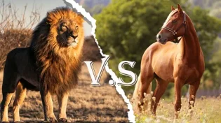 מי יותר חזק הסוס או האריה? אז למה הכל עם "כוח סוס"?